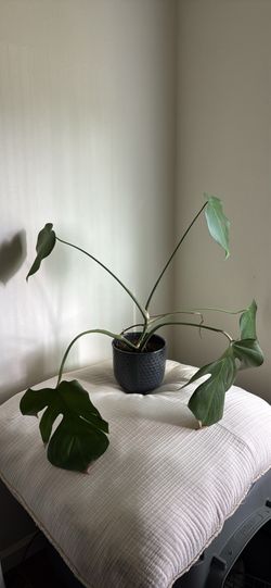 Monstera plant in a pot