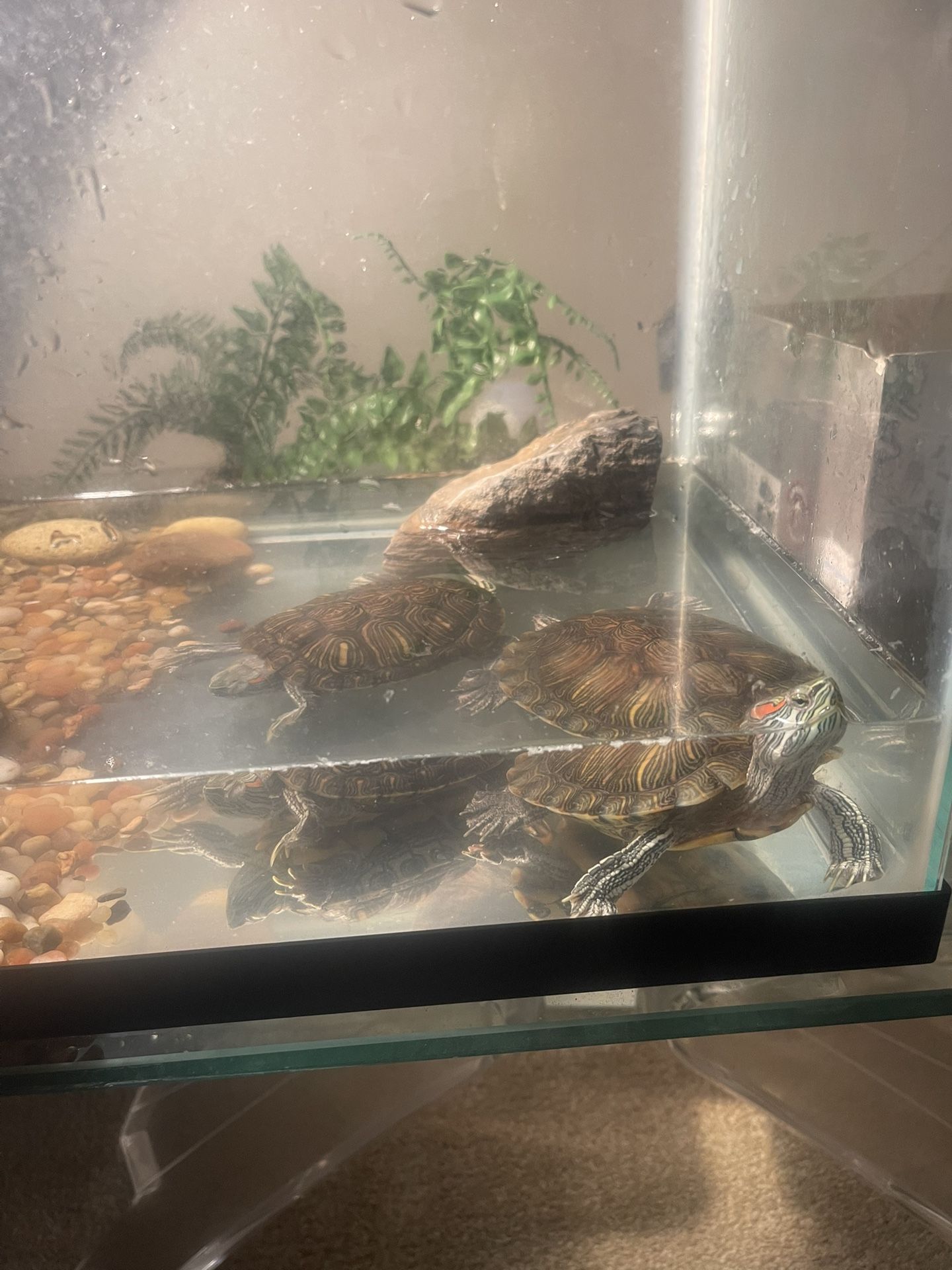 2 Small Red-Eared Sliders/ With Tank&Light