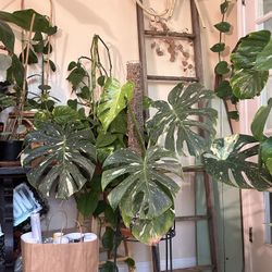 Monstera Thai Constellations 