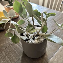 Beautiful Grey Planter With Succulent 