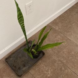 Snake Plant 