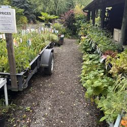 Plant Sale And Garage Sale 