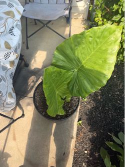 Elephant Ear Seedlings