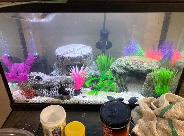 10 Gallon 