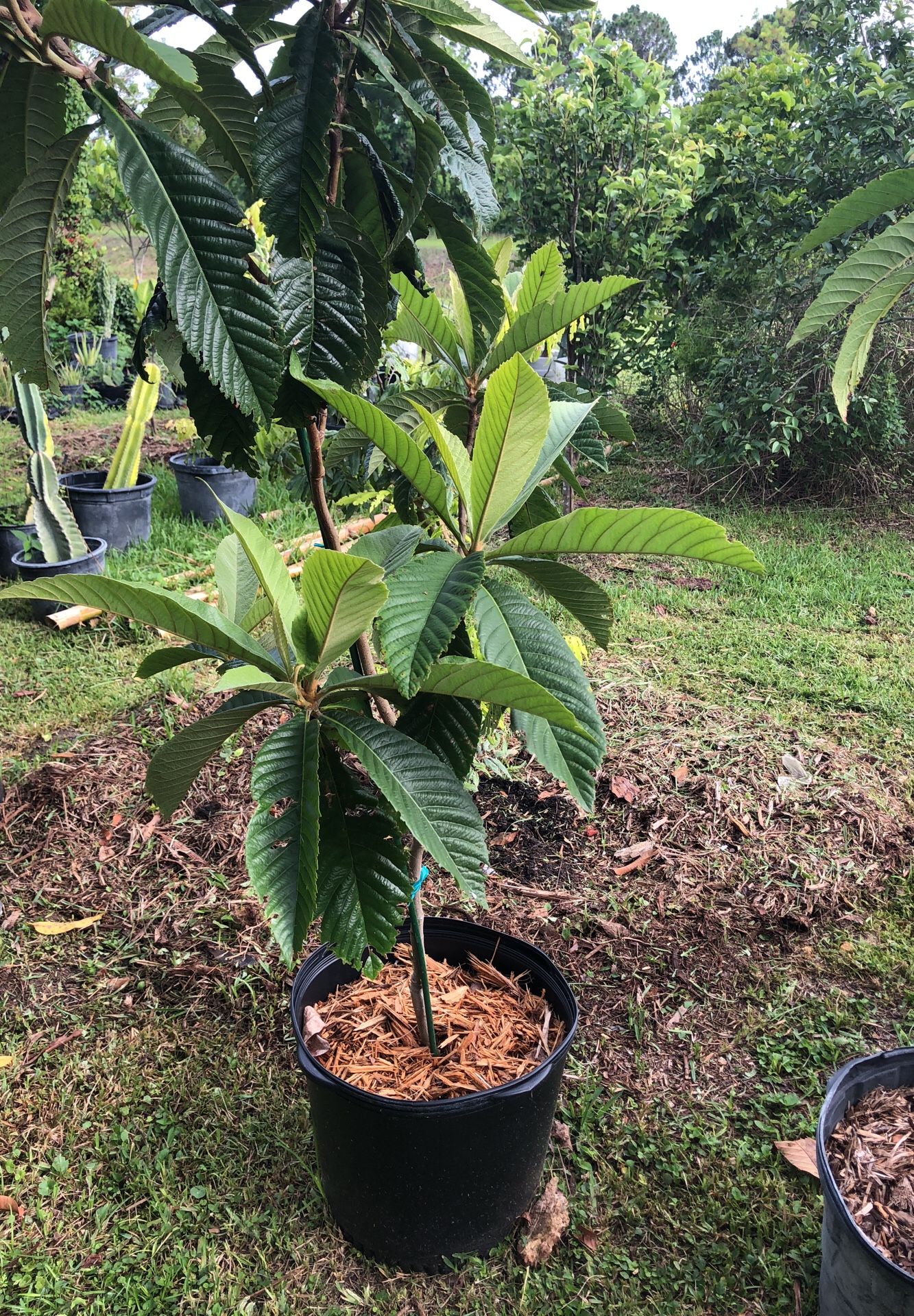 Loquat tree