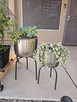 Planters with succulentwls