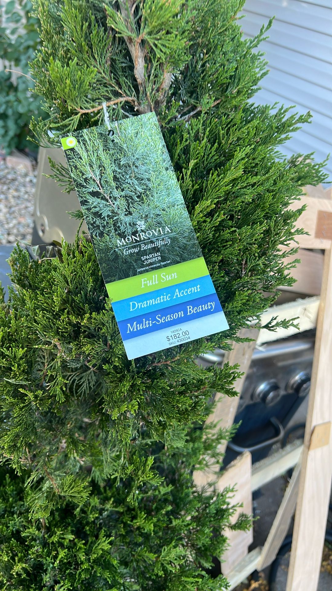 Spartan Juniper Tree 