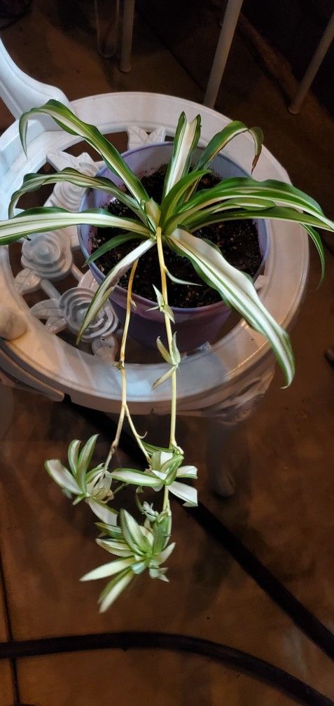 Spider Plant