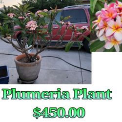 Plumeria Plant 