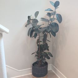 Mature Ficus Indoor Rubber TREE $40 W/ BASKET