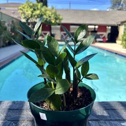Zz plant 6” pot b