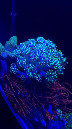 Hammer 18-20 heads + baby headsp