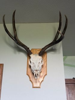 Buck scull mount “professional mount”