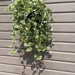 8” Enjoy Pothos Super Full 