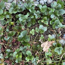 Ocean strawberry Ground cover