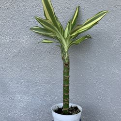Bamboo cane dracaena palm plant house plant indoor