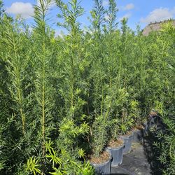 podocarpus Over 6 feet tall Instant privacy Hedgefor fence