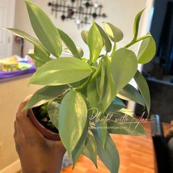 Philodendron Silver Sword