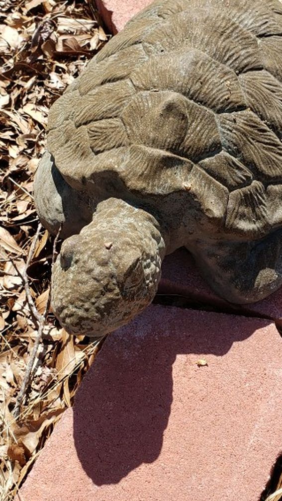 Concret Tortoise