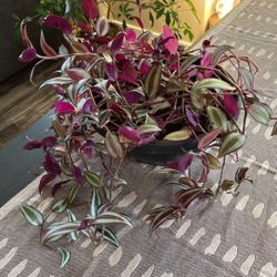 Wandering Jew Plant
