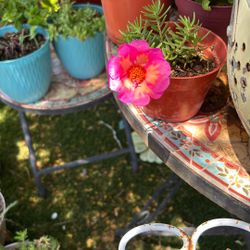 Rallito De Sol Plant