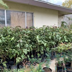Fruit Trees Rose Trees Shade Trees Veggie Plants Shrubs Palms 