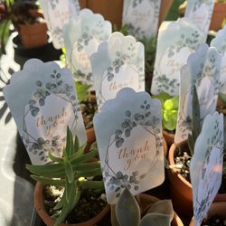 Succulents Mini Pots Party Favors Teacher Appreciation