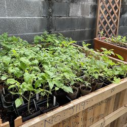 Organic, Heirloom Tomato And Jalapeño Seedlings For Sale 