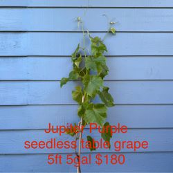 jupiter purple seedless table grape plant