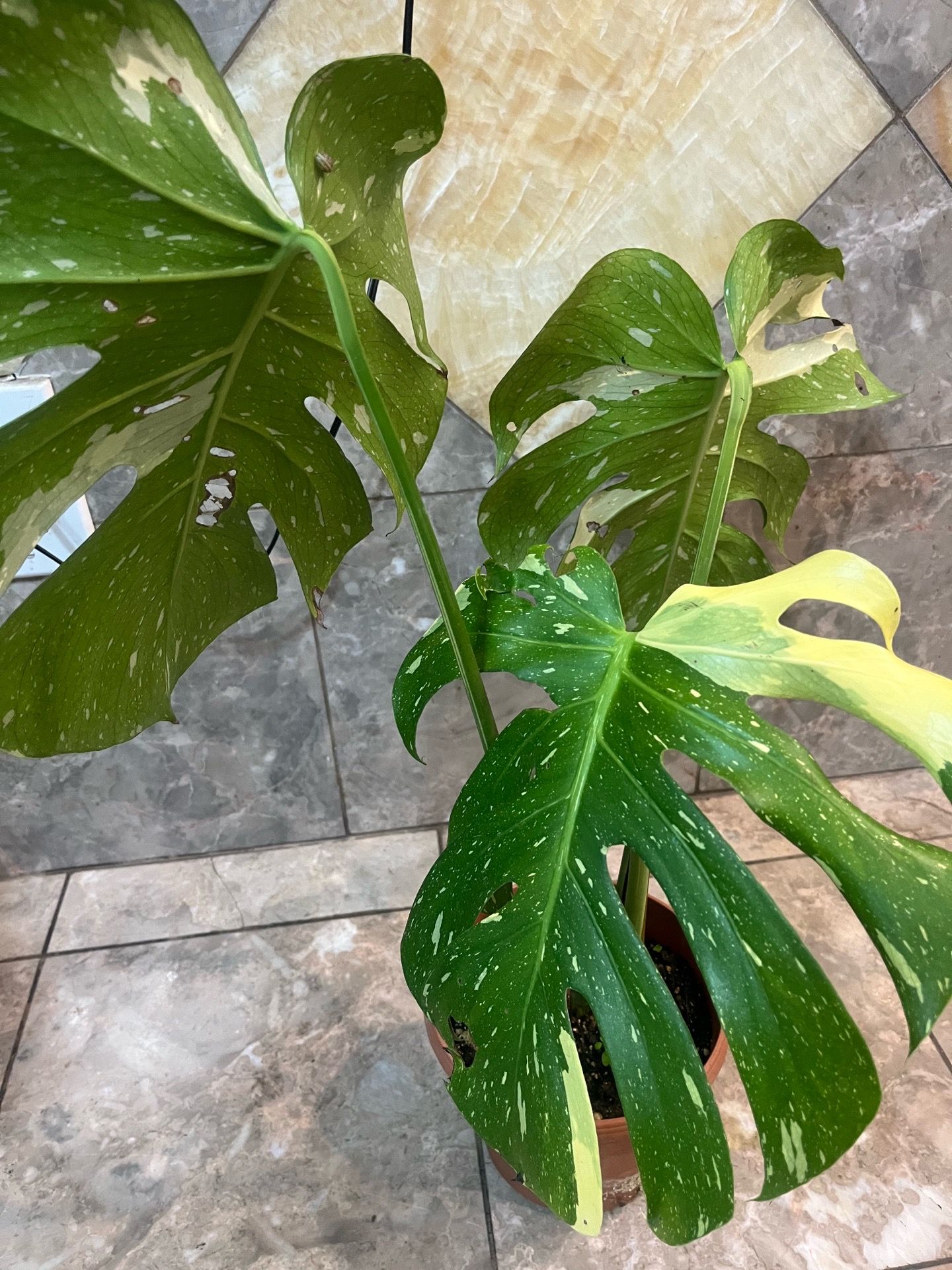 X-large thai monstera 8” pot, rooted, $75 cash , no trade, pick up only
