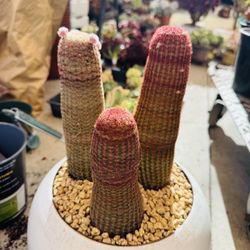 $130 For 3 Rainbow Cactus