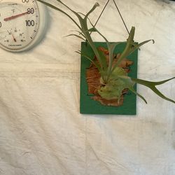 Stag Horn Fern Plant