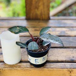Live indoor Philodendron Pink Princess plant in a plastic nursery pot—firm price