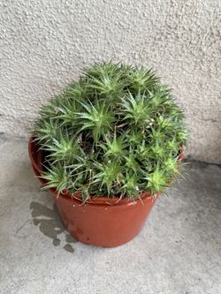 Rare Plant, In 6 Inch Por Pick Up Only