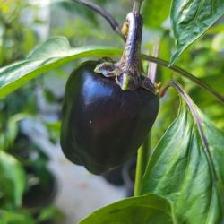 Rare Organic Lilac Bell Pepper Seeds! 2025 SEASON EARLY RELEASE!