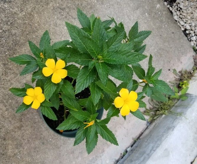 Buttercup Plant, Live