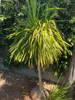 HUGE PONYTAIL PALM TREE 6.5-7’ FT TALL BEAUTIFUL