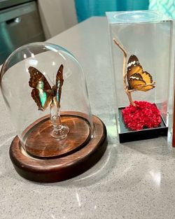 REAL Preserved Butterflies ( Set of 2 )