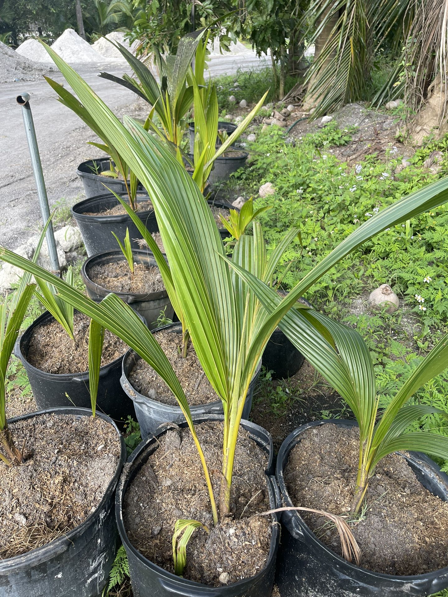 Coconut Plants