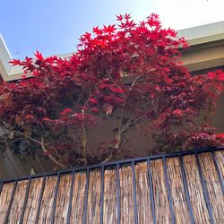 Red Leaf Japanese Maple Tree