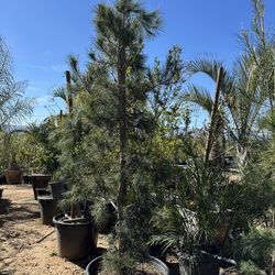 Afghan pine, Mondell pine tree, desert pine, elder pine and eldarica pine (Pinus eldarica) 25gal