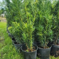 Podocarpus Plants For Privacy! 3 Feet Tall!! Fertilized 