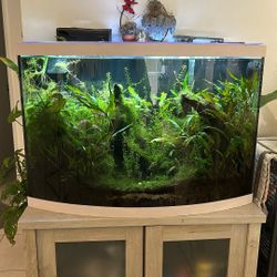 Fish Tank - Pecera