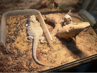 Tank w bearded dragon