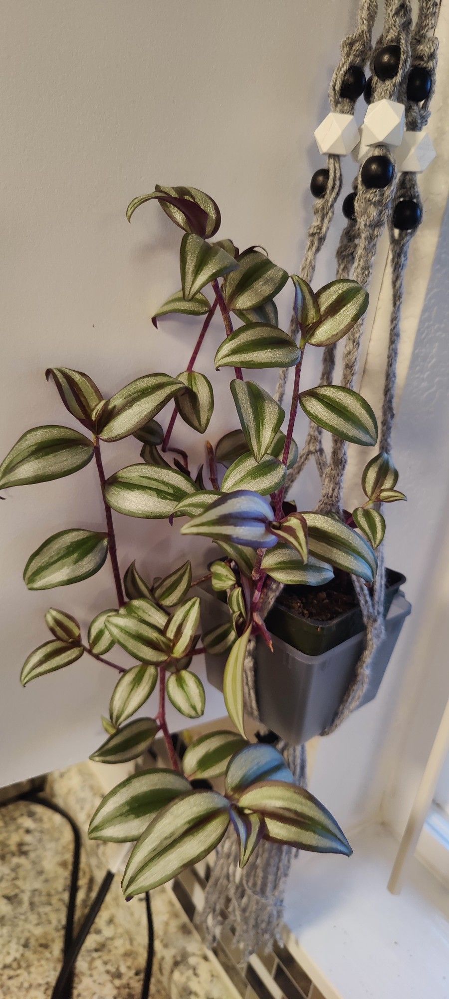 Beautiful Tradescantia Zebrina +1 Free Starter With Purchase ( Red, Silver Dust And Purple)