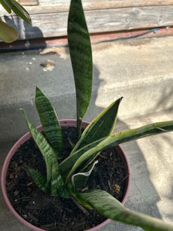 Planta