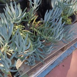 One Gallon Succulent 