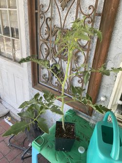 Heirloom Tomatoes