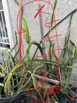 Dragon fruit plant-Asunta 5 Paco potted with wood stakes for $65