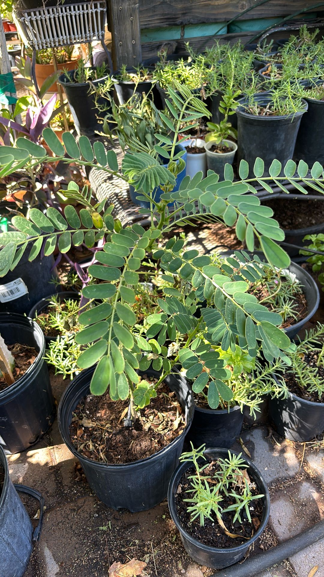 Madagascar popcorn plant